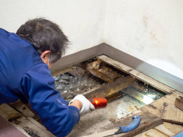 Home Mold Removal in Richton, MS