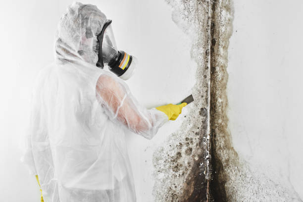 Best Emergency Mold Removal  in Richton, MS