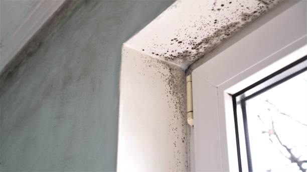 Best Fast Mold Removal  in Richton, MS