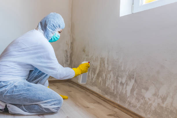 Office Mold Removal Services in Richton, MS