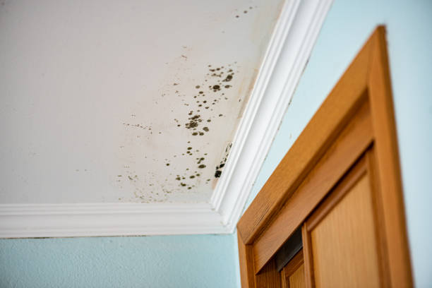 Professional Mold Removal in Richton, MS