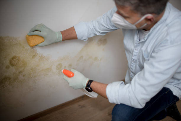 Best Mold Damage Repair  in Richton, MS