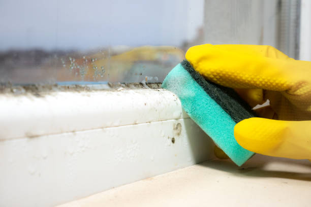 Best Commercial Mold Removal  in Richton, MS