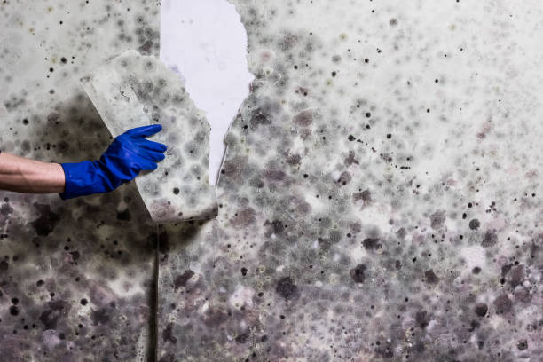 Best Mold Testing  in Richton, MS