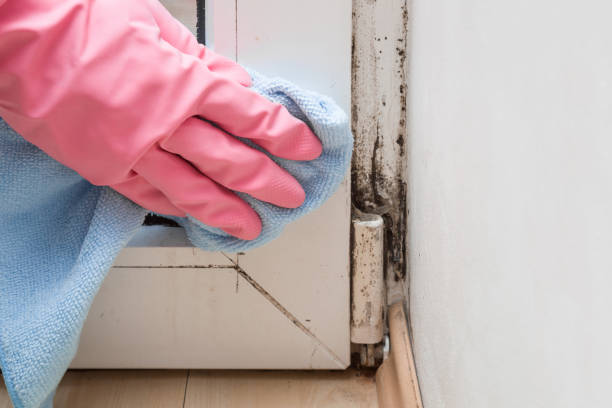 Best Local Mold Removal Service  in Richton, MS