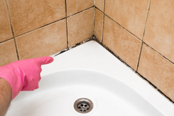 Best Mold Removal Near Me  in Richton, MS